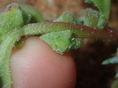 Tetragonia eremaea