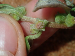 Tetragonia eremaea
