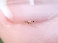 Aeolothrips