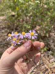 Symphyotrichum spathulatum