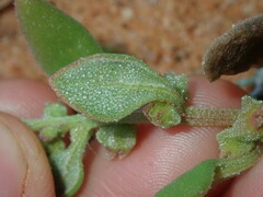 Tetragonia eremaea