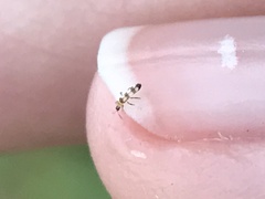 Aeolothrips