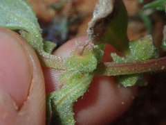 Tetragonia eremaea