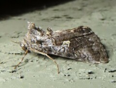 Syngrapha interrogationis