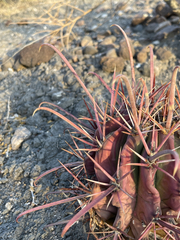 Ferocactus peninsulae
