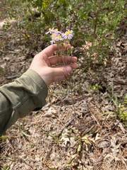Symphyotrichum spathulatum