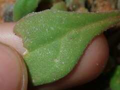 Tetragonia eremaea