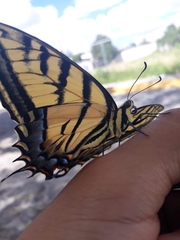 Papilio multicaudata