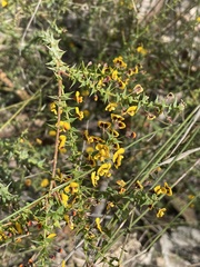 Daviesia squarrosa
