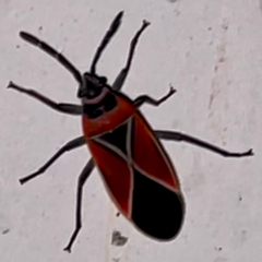 Neacoryphus bicrucis