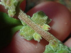 Tetragonia eremaea