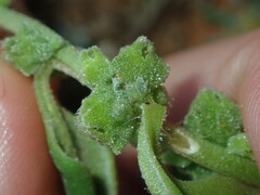 Tetragonia eremaea