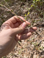 Symphyotrichum spathulatum
