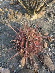 Ferocactus peninsulae