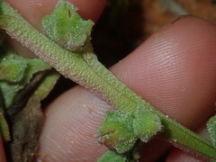 Tetragonia eremaea
