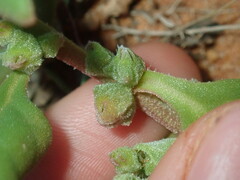 Tetragonia eremaea