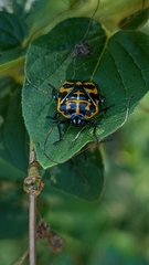 Murgantia histrionica