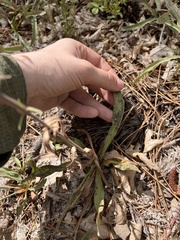 Symphyotrichum spathulatum