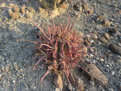 Ferocactus peninsulae