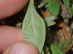 Tetragonia eremaea