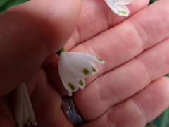 Leucojum aestivum