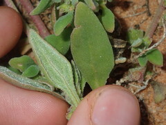 Tetragonia eremaea