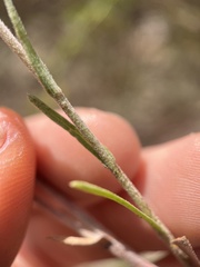 Symphyotrichum spathulatum