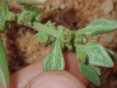 Image of Tetragonia eremaea by (c) Thomas Mesaglio, some rights reserved (CC BY)