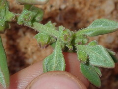 Tetragonia eremaea