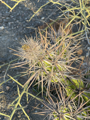 Corynopuntia invicta