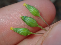 Senecio glossanthus