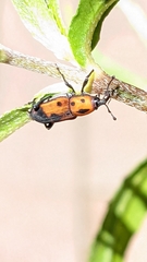 Rhodobaenus quinquepunctatus