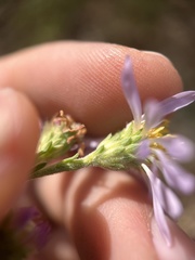 Symphyotrichum spathulatum