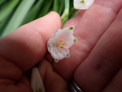 Leucojum aestivum