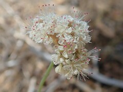 Eriogonum