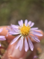 Symphyotrichum spathulatum