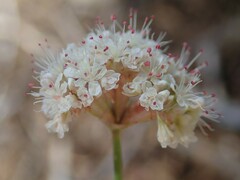 Eriogonum