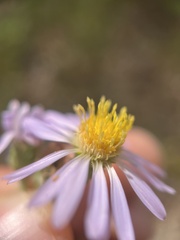 Symphyotrichum spathulatum
