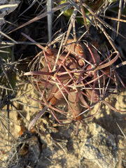 Ferocactus peninsulae