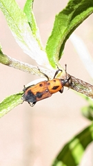 Rhodobaenus quinquepunctatus