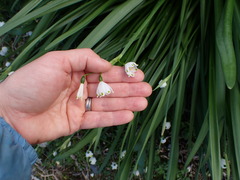 Leucojum aestivum