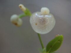 Galium trifidum