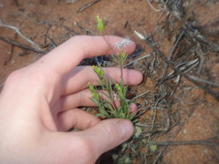 Senecio glossanthus