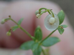 Galium trifidum