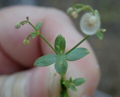 Galium trifidum