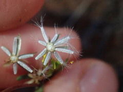 Senecio glossanthus