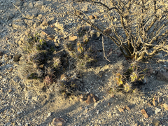 Corynopuntia invicta