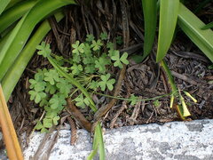 Oxalis pes-caprae
