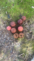 Amphibolips quercusjuglans