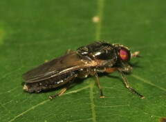 Stratiomyidae